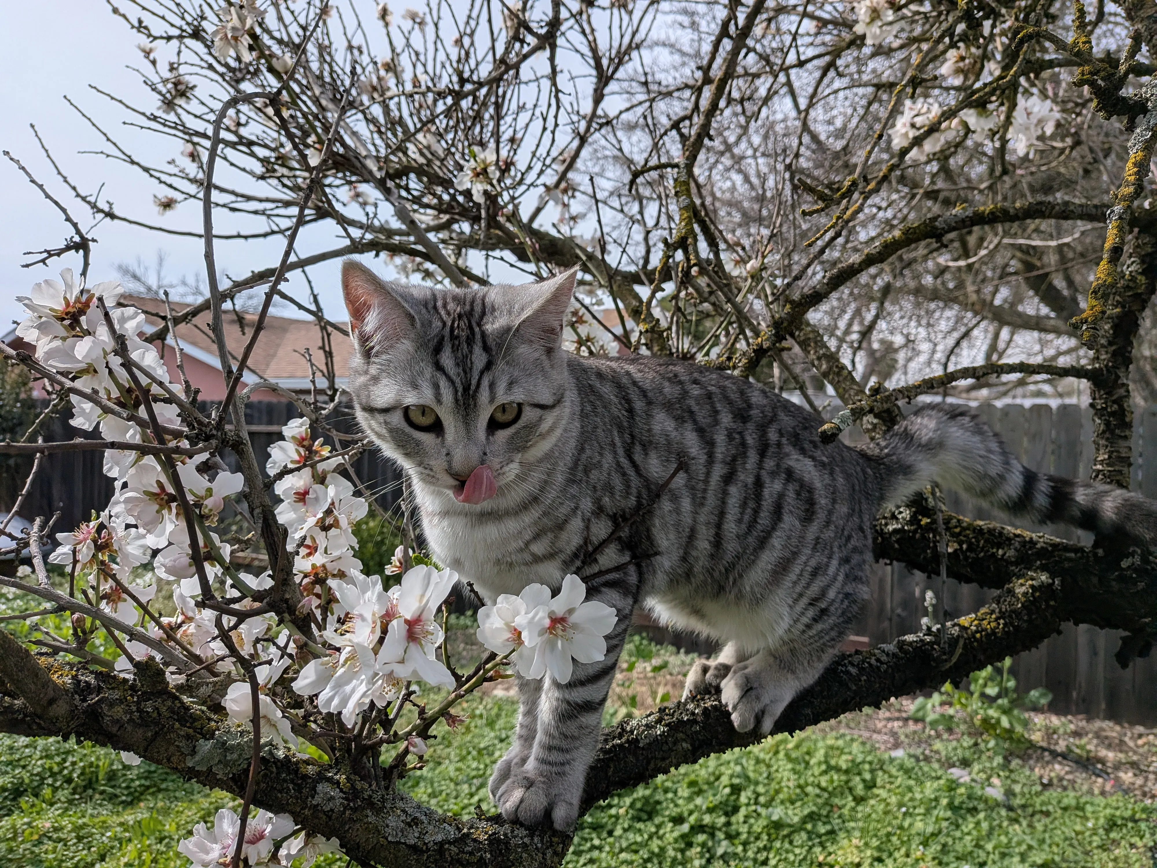 Nuski the Cat, Chief Security Officer of CYBER BRAND